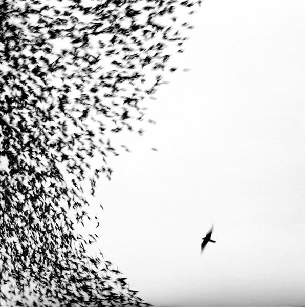 Master Release: Sky Blue Sky by Wilco