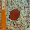Gedo (2) - 外道 (Vinyl, LP, Album, Reissue) Very Good Plus (VG+) / Good Plus (G+)