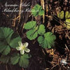 Norman Blake (2) - Blackberry Blossom (Vinyl, LP, Album, Stereo) Very Good Plus (VG+) / Good Plus (G+)