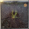 Kenny Rankin - Like A Seed (Vinyl, LP, Album, Stereo)